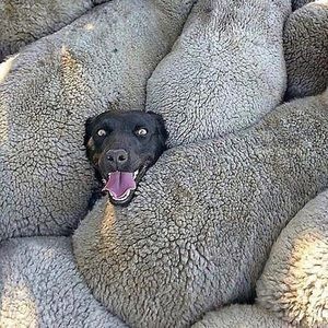 Meet your Posher, Chester